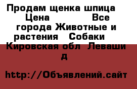 Продам щенка шпица.  › Цена ­ 15 000 - Все города Животные и растения » Собаки   . Кировская обл.,Леваши д.